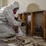 5 Best Mold Remediation Specialists in Annapolis - Discover safe removal for a healthier home