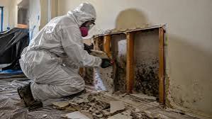 5 Best Mold Remediation Specialists in Annapolis - Discover safe removal for a healthier home